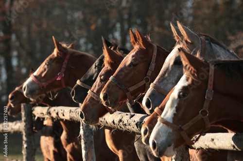 Fototapeta Naklejka Na Ścianę i Meble -  Close-up of foals in the pasture