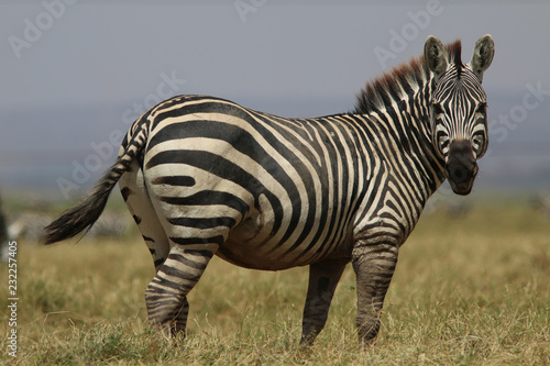 Zebra on the Masia Mara