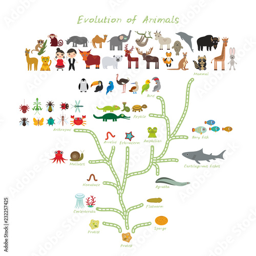Fotografie Evolution in biology, scheme evolution of animals isolated on white background
