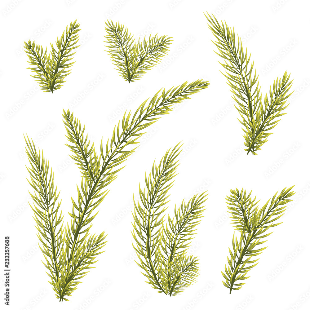 Spruce fir tree branches, twigs set. Spruce fir tree branches, twigs set.