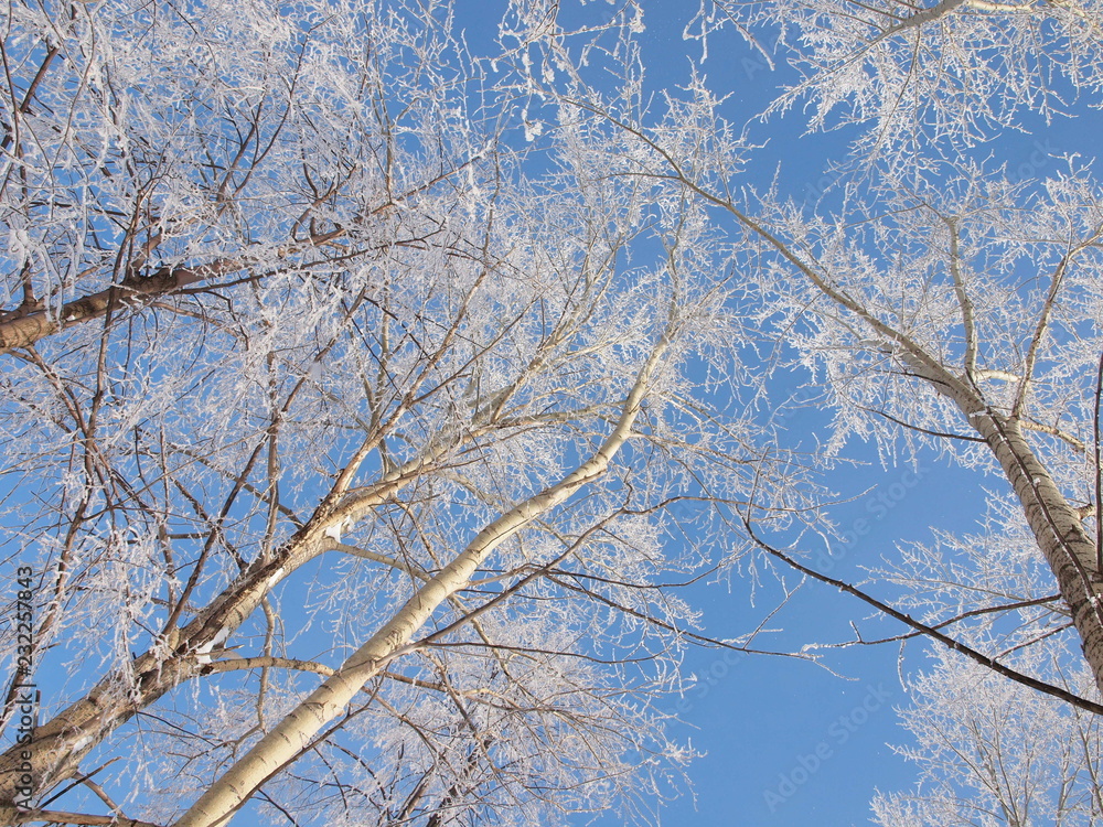 Trees in the frost. Winter snow. Russian winter nature. Russia, Ural, Perm region Trees in the frost. Winter snow. Russian winter nature. Russia, Ural, Perm region