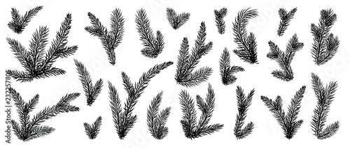 Set of fir branches natural silhouette symbols.