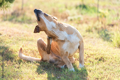 Fototapeta Naklejka Na Ścianę i Meble -  Labrador dog scratching in the garden