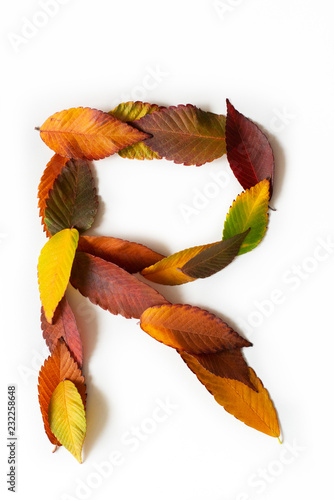 Letter R of colorful autumn leaves. Character R mades of fall foliage. Autumnal design font concept. Seasonal decorative beautiful type mades from multi-colored leaves. photo