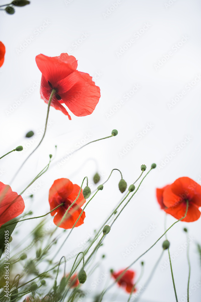 Naklejka premium frühling, rot, blume, mohn, natur
