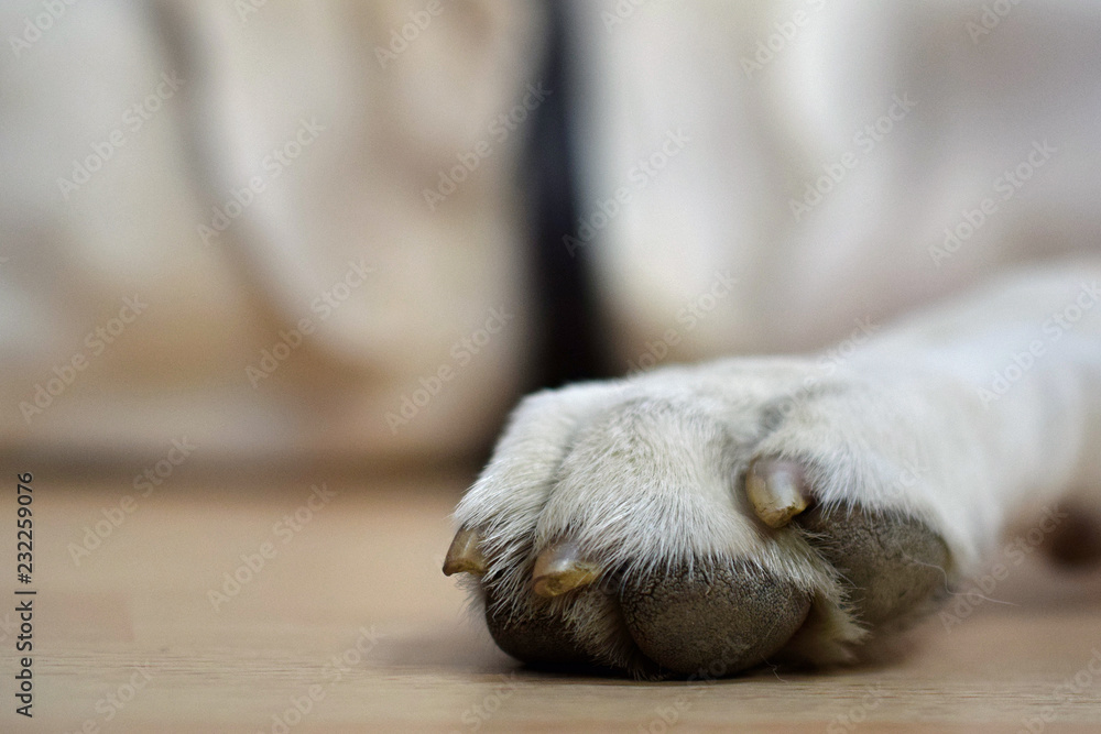 Close up of dog paw. Blurred background. Copy space. Close up of dog paw. Blurred background. Copy space.
