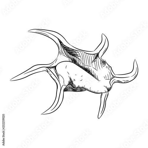 Unique sea shells Harpago is a genus of sea snails shell, marine gastropod mollusks in the family Strombidae. Sketch black contour on white background. Vector