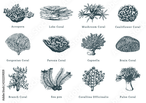 Vector illustrations of corals. Collection of drawn sea polyps on white background.