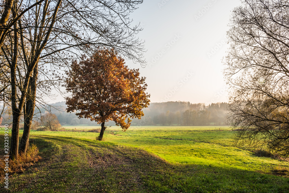 Obraz premium Baum mit Herbstlaub am Weg