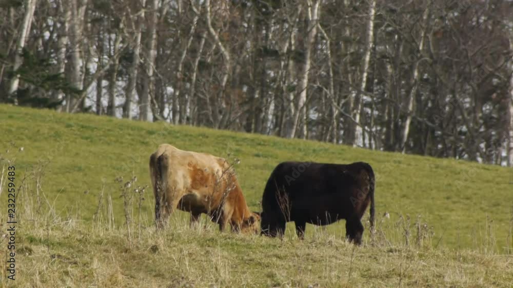 herd of cows grazing in the field herd of cows grazing in the field