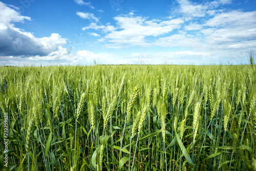 Green ears of wheat under blue sky photo