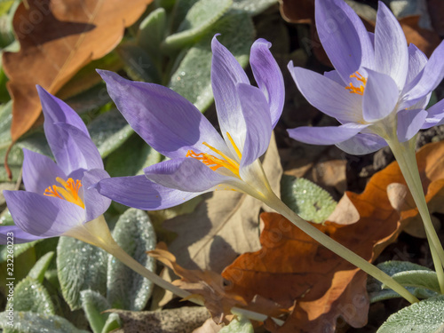 Les colchiques d'automne ou safrans des près. (Colchicum autumnale) photo