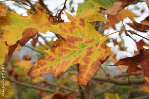 Platanus acerifolia. Plane tree in autumn with yellow and brown leaves 