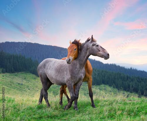 Two horses hugging under pink morning sky