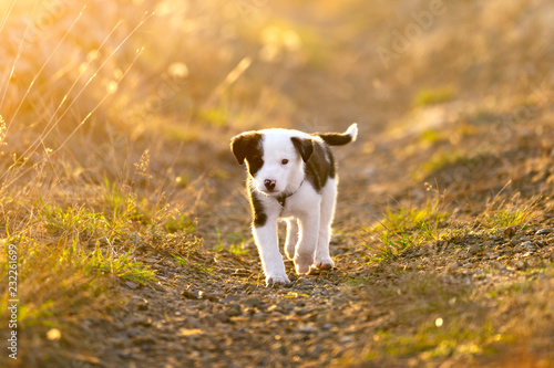 Puppy runs along the path in the sunset light