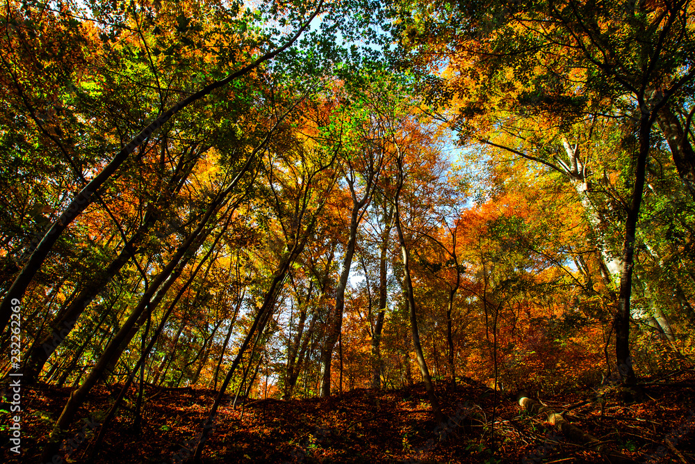 Autumn colors in the Nature park at the Mt Medvednica near Zagreb, Croatia