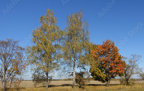 Birches standing at the edge of a plowed field on an autumn sunny day