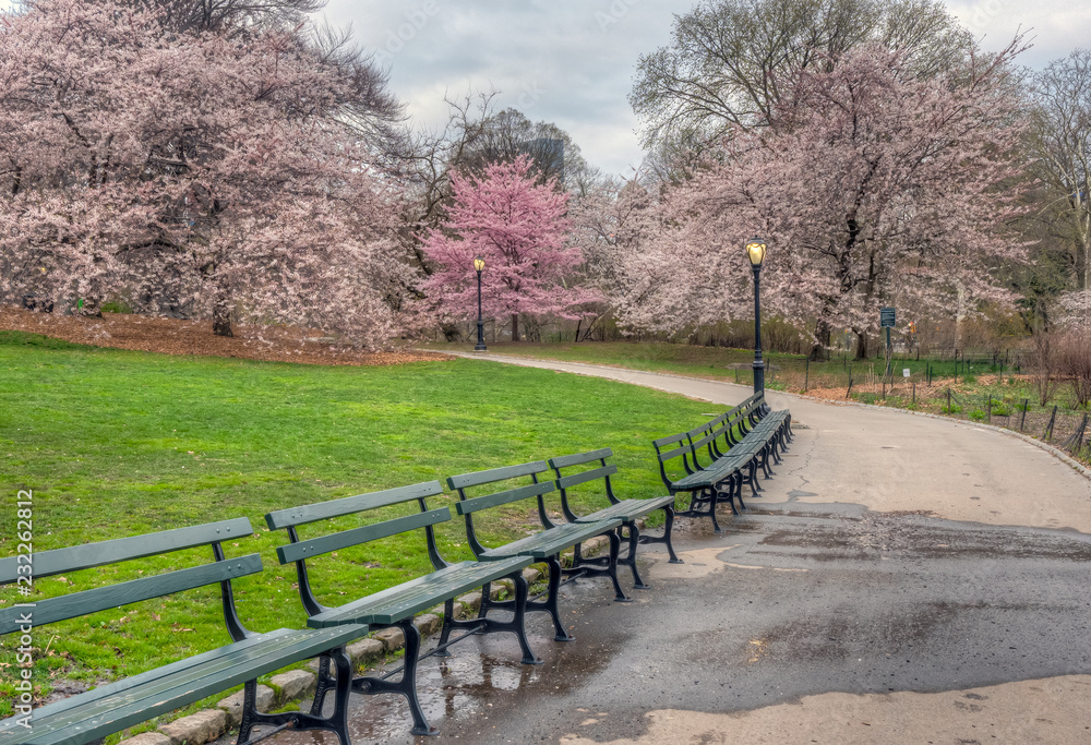 Central Park, New York City in spring