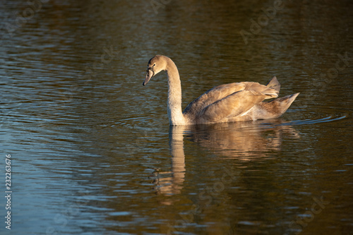 cygnet 3