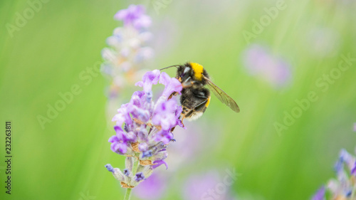 The Bee © Nikola