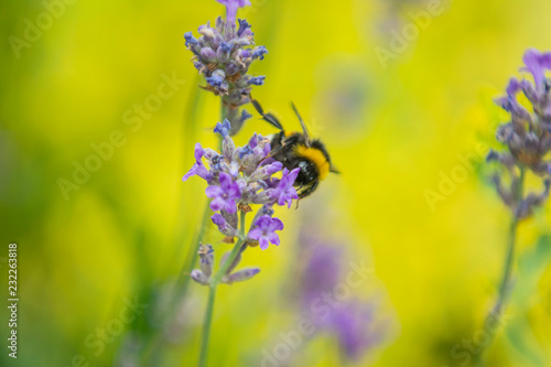 The Bee