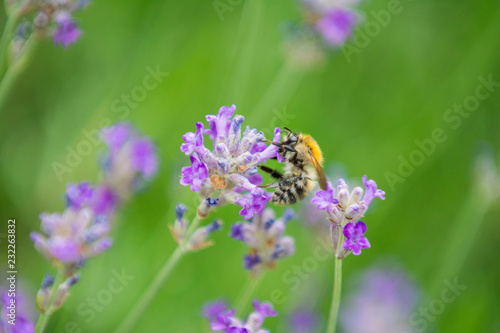 The Bee