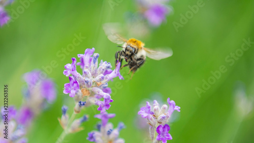 The Bee