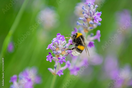 The Bee