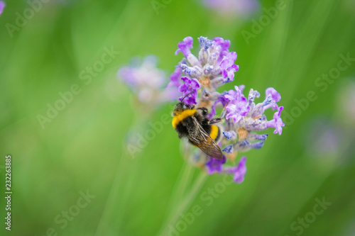 The Bee