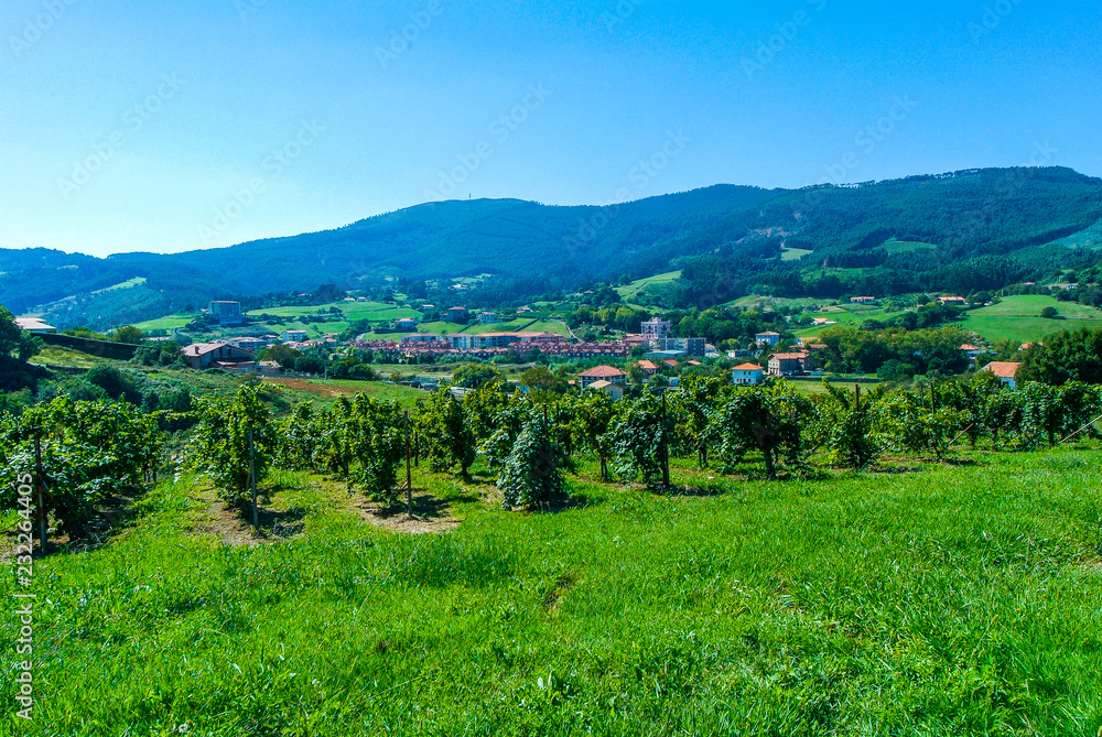 Obraz premium Viñedos de la localidad costera de Bakio, Vizcaya, País Vasco