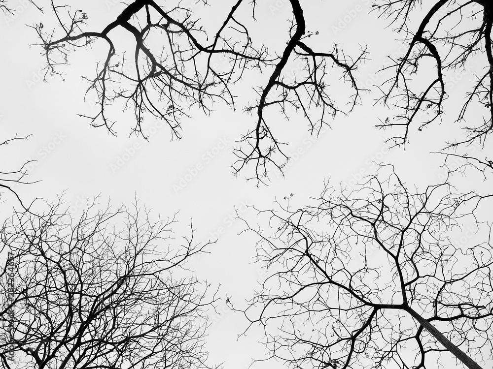 Fototapeta premium dry tree silhouette