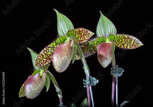  Colorful Orchid Shaped  Paphiopedilum sukhakulii. photo