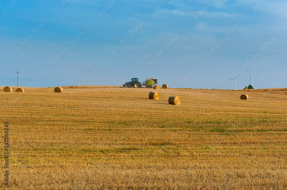 Fototapeta premium Twisted hay in the field. Bundles of hay. Fields with twisted haystacks.