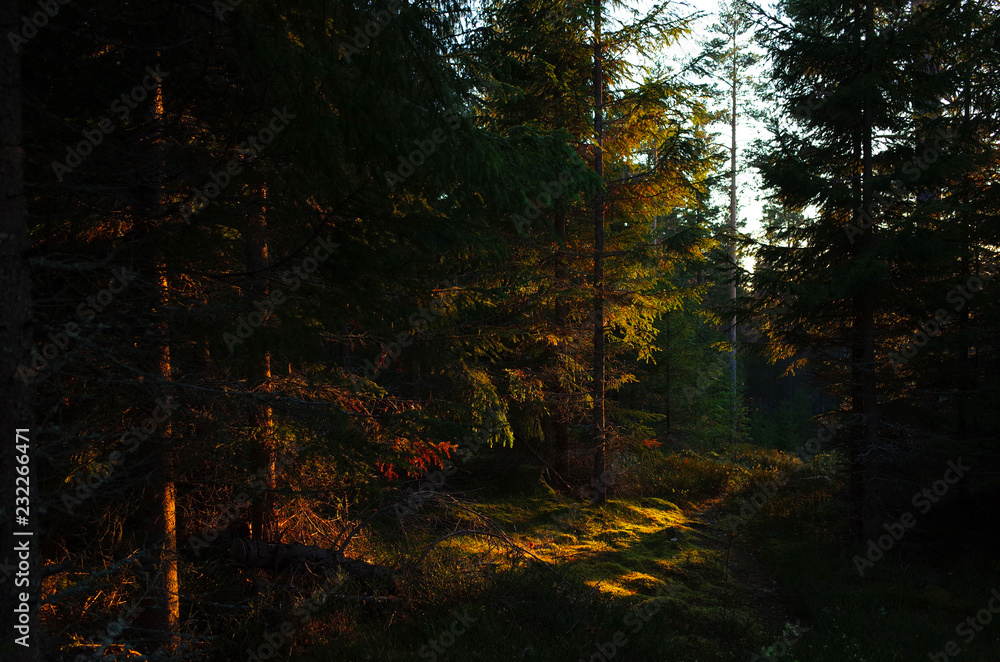 Obraz premium Sunset lights in spruce tree forest, Nature of Sweden, Along the hiking trail Bruksleden