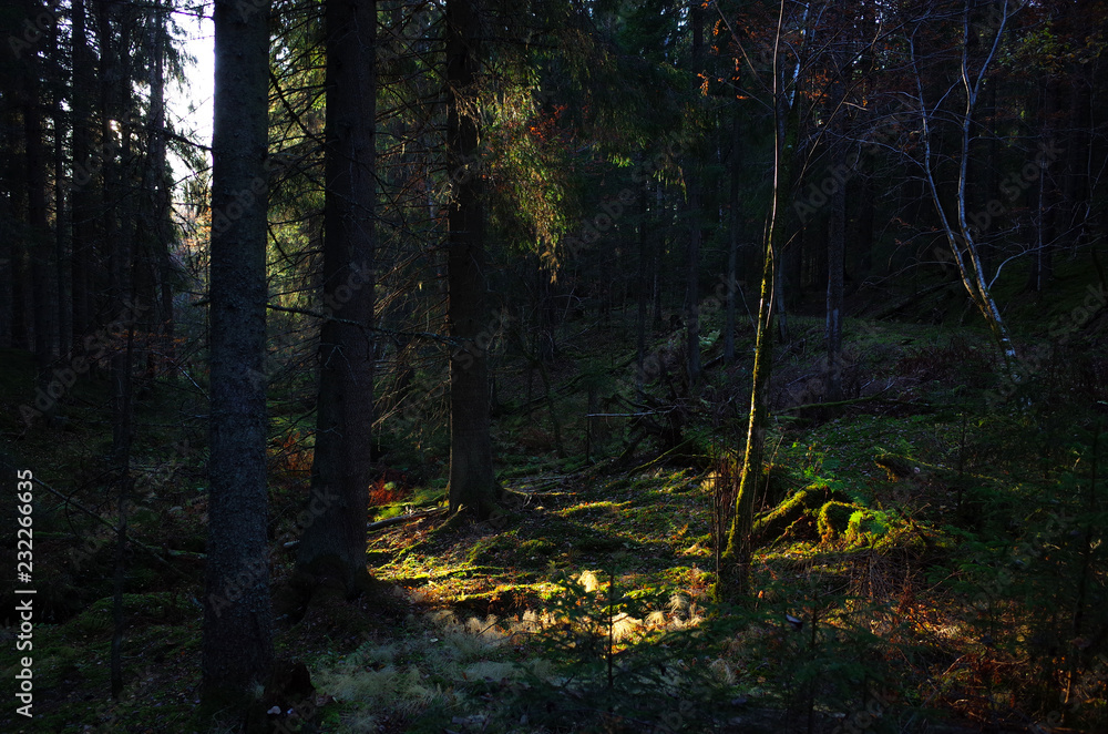 Sunset lights in spruce tree forest, Nature of Sweden, Along the hiking trail Bruksleden