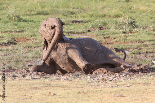 Baby elephant having a mud bath
