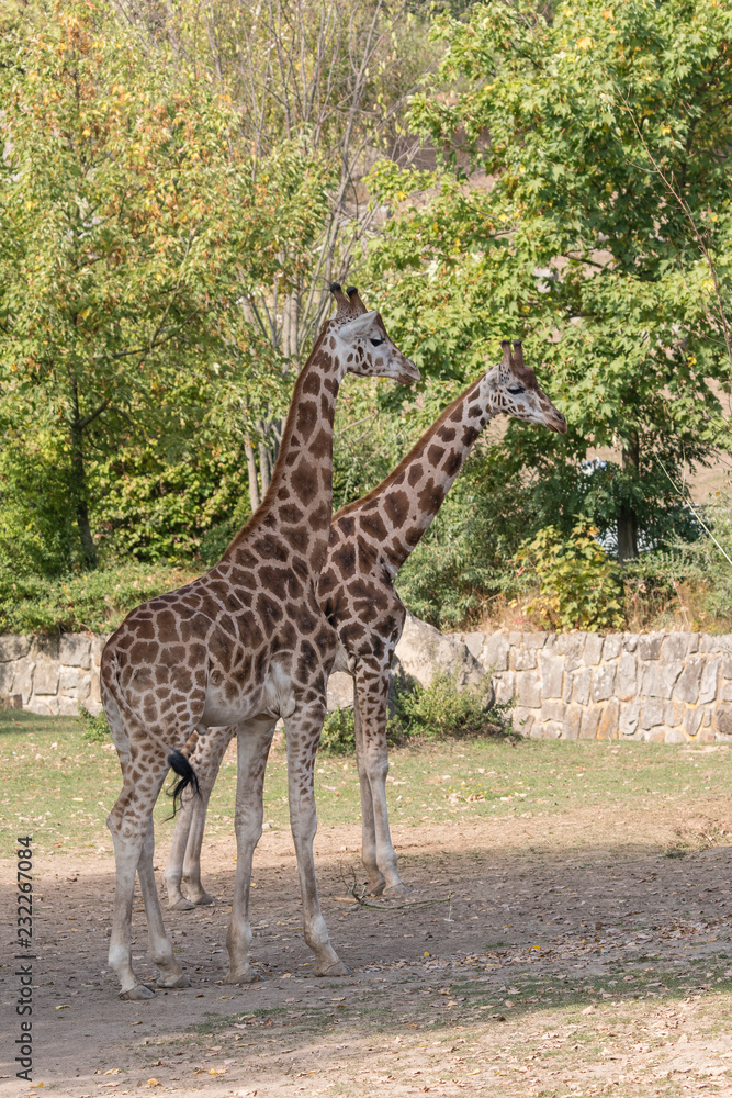 Giraffa camelopardalis - in full size. Giraffa camelopardalis - in full size.