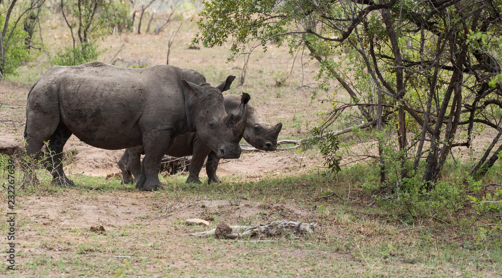 Pair of Rhino, Rhinoceros, walking to right, both displaying rhino horns. With green foliage in forefront. Kruger National Park, South Africa Pair of Rhino, Rhinoceros, walking to right, both displaying rhino horns. With green foliage in forefront. Kruger National Park, South Africa