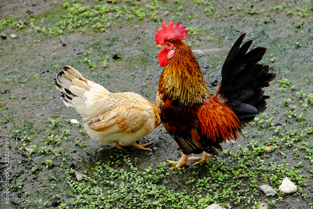 Fototapeta premium cock