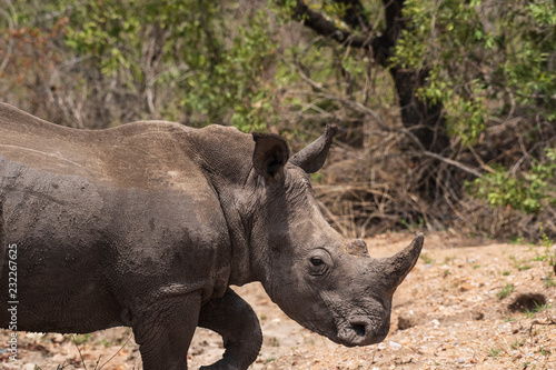 Rhino, Rhinoceros, walking to right, with rhino horn clealy visible. Kruger National Park, South Africa © Marion Smith (Byers)