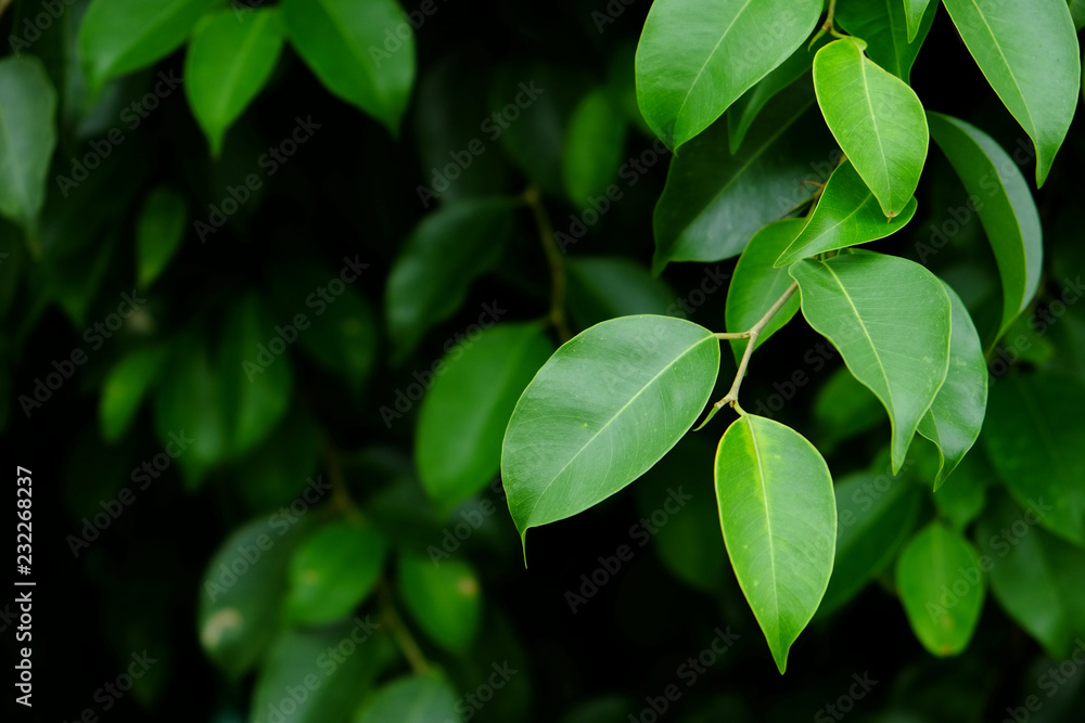 green leaf closeup green leaf closeup