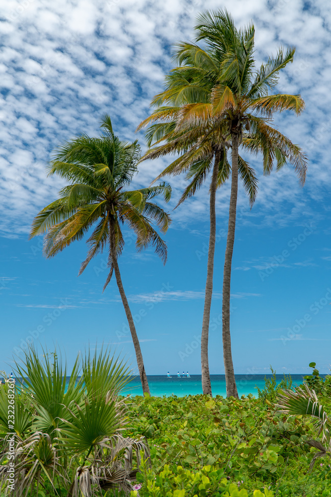 Obraz premium Amazing caribbean beach in Varadero, Cuba