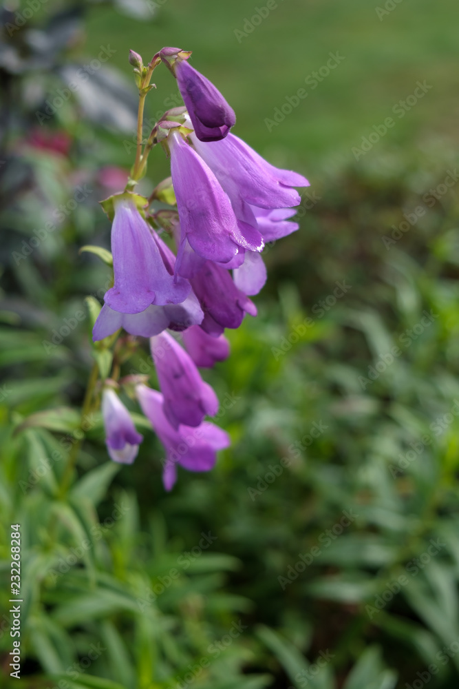 Mauve Penstemon flowering in autumn in East Grinstead Mauve Penstemon flowering in autumn in East Grinstead