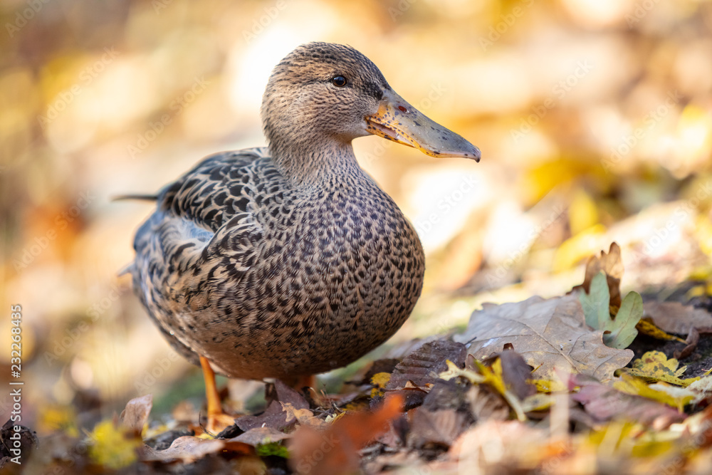 Fototapeta premium Mallard Duck. Portrait of female Mallard duck (Anas platyrhynchos) standing on autumn colored leafs.