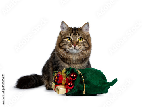 Fototapeta Naklejka Na Ścianę i Meble -  Cute black tabby Siberian cat kitten sitting up behind a green christmas bag filled with presents and red balls, looking straight ahead with bright yellow eyes. Isolated on white background.