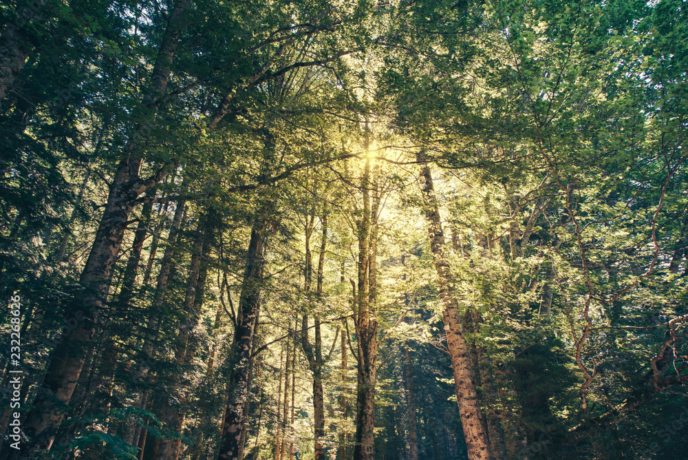 Obraz premium Forest with very tall trees. Landscape.