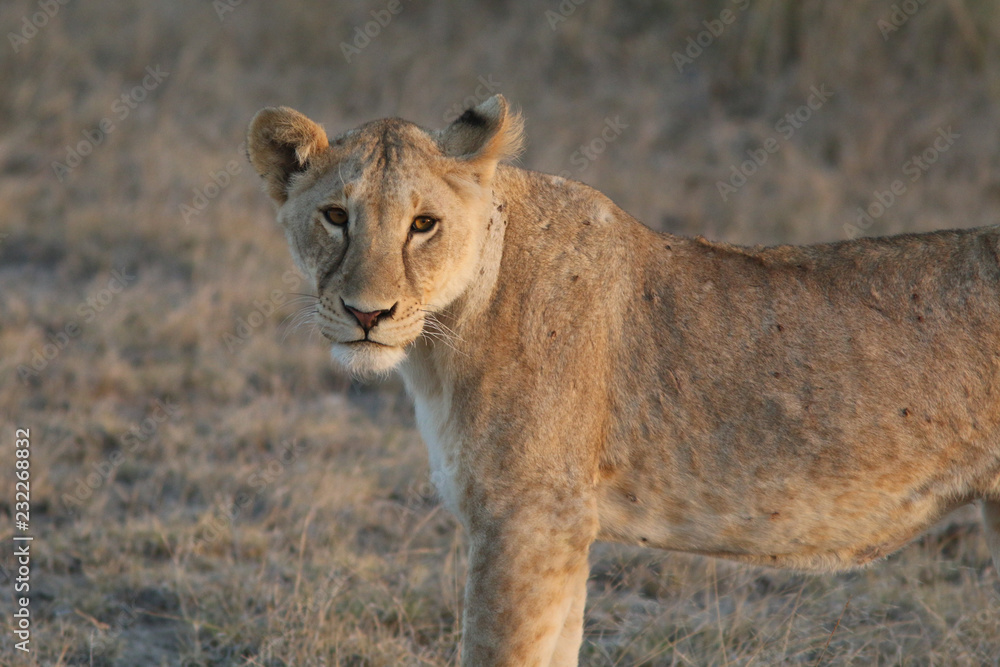Obraz premium Young lioness in Kenya