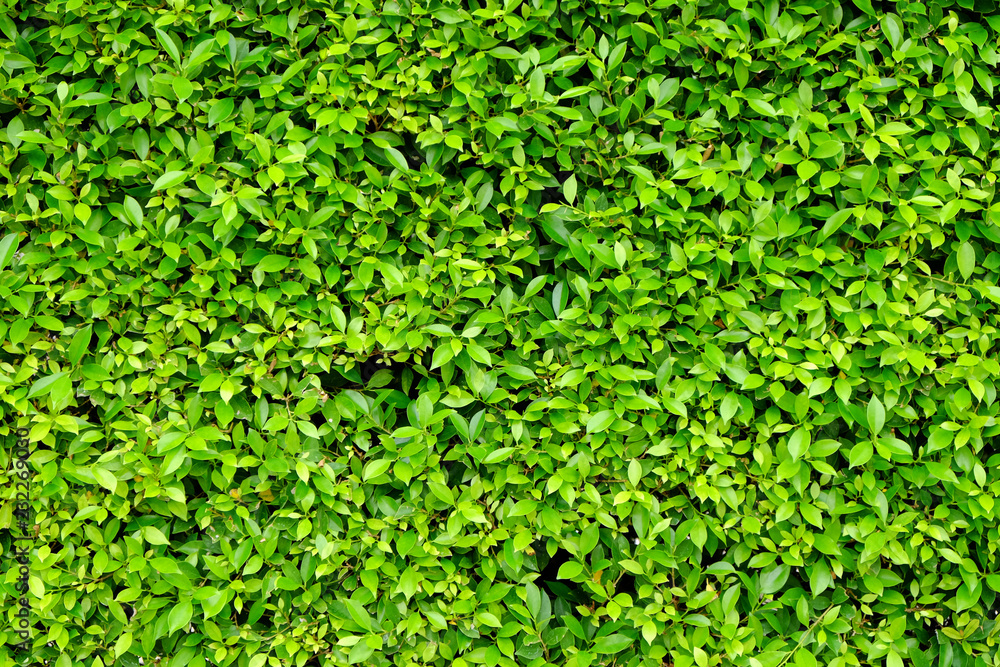 Ornamental shrub wall