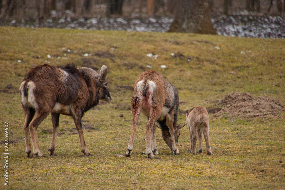 Neugeborenes Mufflon (Ovis gmelini musimon) Neugeborenes Mufflon (Ovis gmelini musimon)