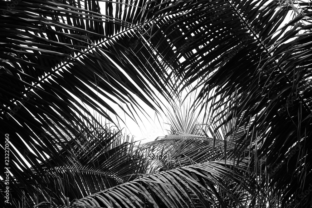 Obraz premium beautiful palms leaf on white background